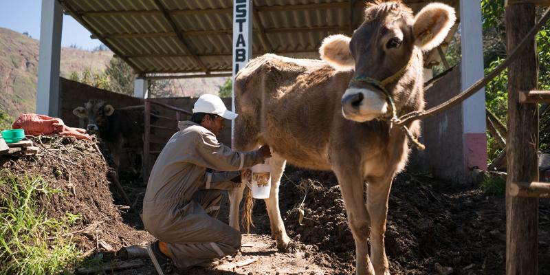 Man milking a cow