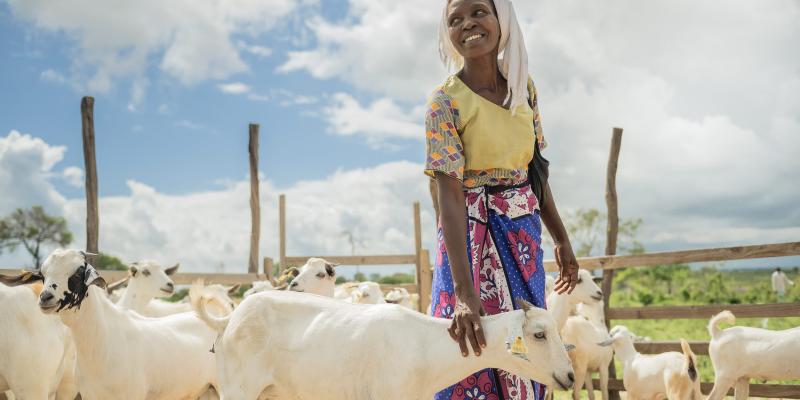 <strong>Livelihoods:</strong> Samaritan's Purse teams helped provide livestock, agricultural tools and training, and livelihoods opportunities so families can provide for themselves.<br><small>Photo: Samaritan's Purse</small>
