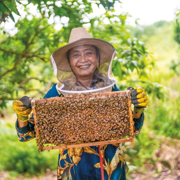 Provide Honeybees