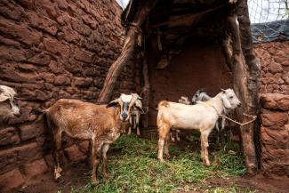 THE GOATS HELP THE GARDEN AND THE GARDEN HELPS THE GOATS. THEY PROVIDE HIM WITH A SOURCE OF RICH FERTILIZER FOR HIS PLANTS.