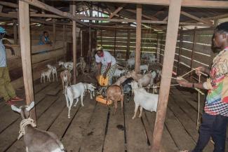 The goats have multiplied into 35 from the handful given by Samaritan’s Purse.