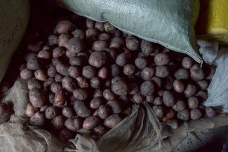 Mbakonzadhu harvested 130 pounds of potatoes from the seeds he received from Samaritan’s Purse.