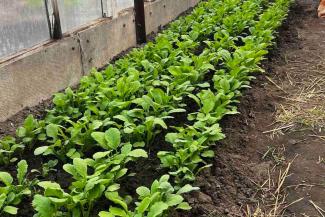 Rows of beets encourage Vira’s heart that her pantry will be full this fall.