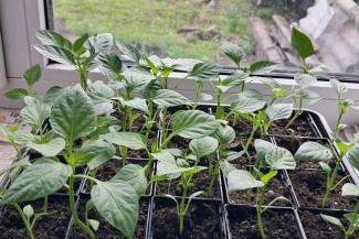 Vira received from Samaritan’s Purse this seedling tray that now is fostering pepper plants.