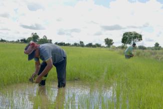 Rice fields now thrive in Yeay Ort, Cambodia, thanks to the new water supply.
