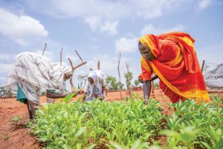 Communities in Kenya are rebuilding their livelihoods after drought devastated local farms.